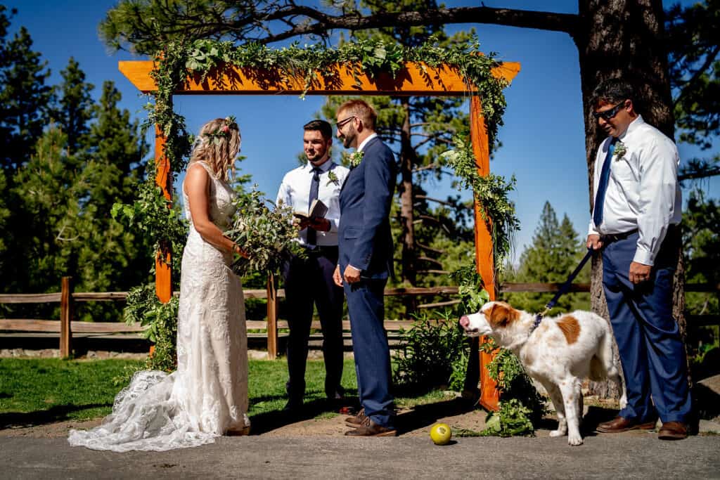 Dog in the wedding ceremony