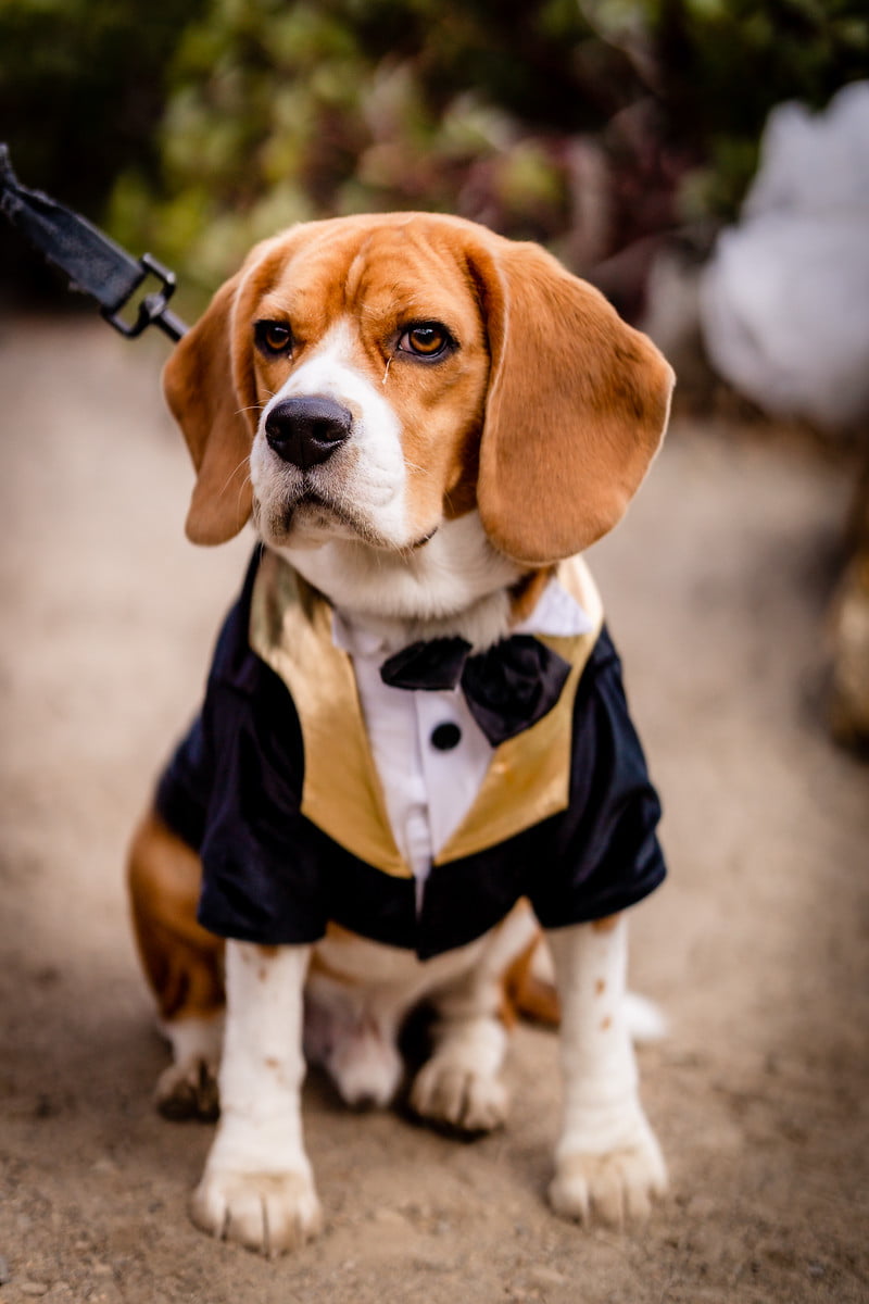  Beagle